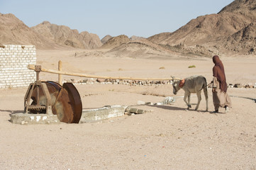 Bedouin girl with donkey working a water wheel