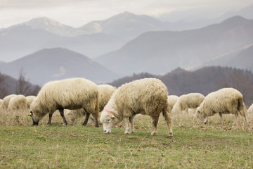 Fototapeta premium Velka Fatra, Slovakia