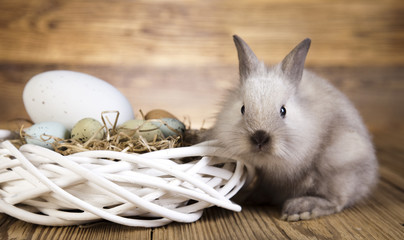 Easter eggs and bunny