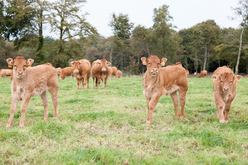 trio de veaux limousin dans un champ
