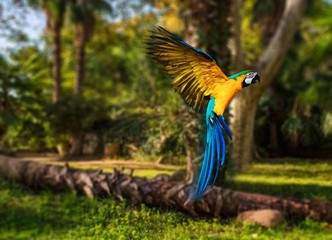 Fototapeta premium Beautiful colourful parrot over tropical background