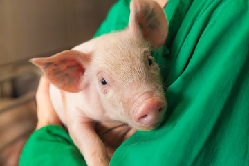 piglet in a farmer harms