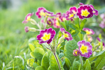violet primrose on garden