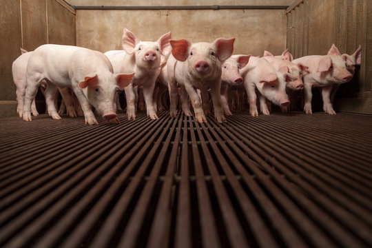 cochon dans un enclot