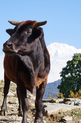 Water buffalo at the trail to Annapurna Range, Nepal.