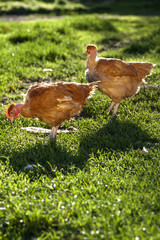 2 poules picorant