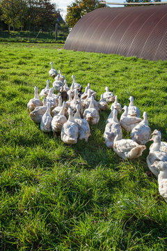 rang&eacute;e de canards marchant dans l'herbe