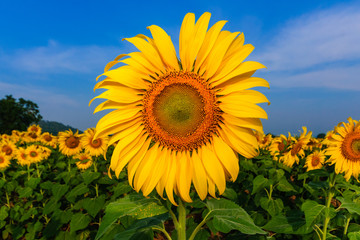 sunflower Close Up
