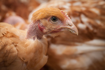 orange hen with naked neck