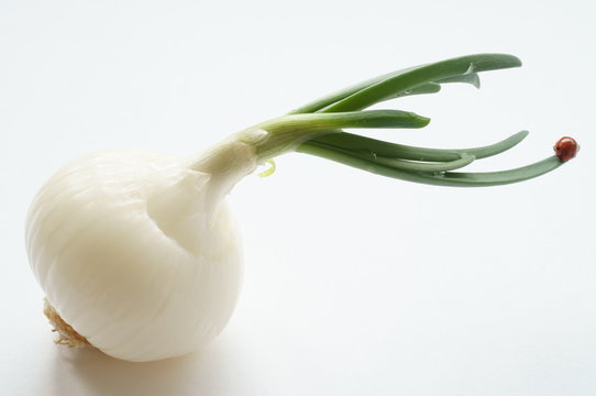 La bella coccinella sulla cipolla