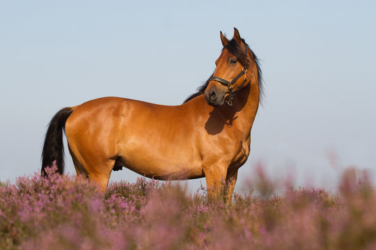 KWPN horse in the Dutch heathland