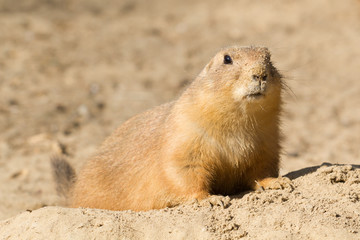 Prairiedog in the sand