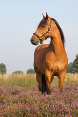 Fototapeta premium KWPN horse on heather