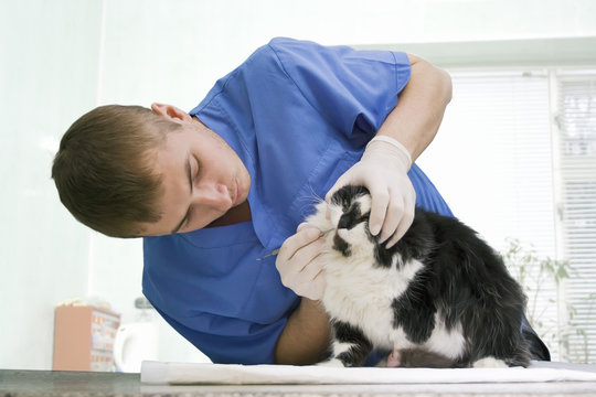 veterinarian examines a cat