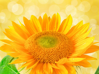 Close up of sunflower