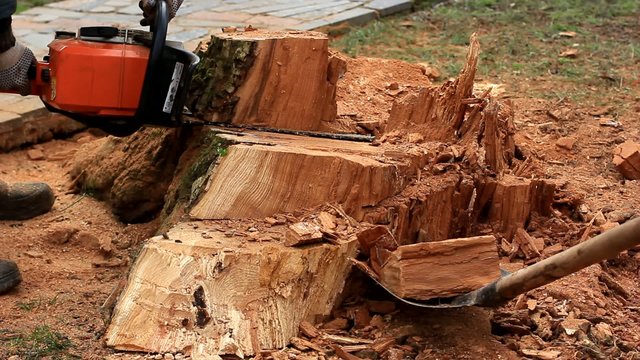 Man cutting tree with chainsaw
