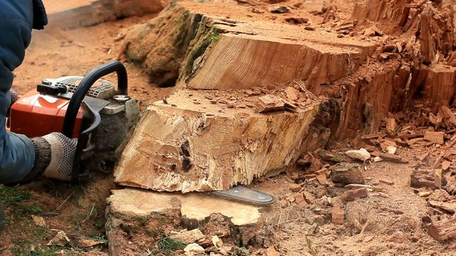 Man cutting tree with chainsaw