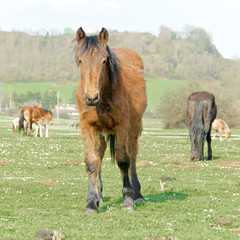Obraz premium Horses outdoors, Italy