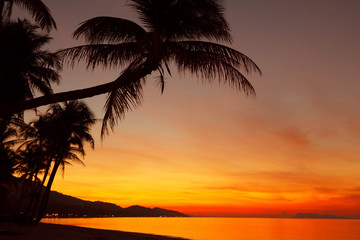 Naklejka na ściany i meble Tropical sunset beach with palm tree silhouette