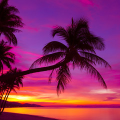 Fototapeta na wymiar Palm tree silhouette at sunset on tropical beach