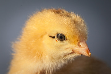 poulet jaune