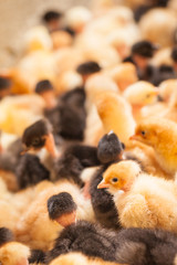 foule de poussins