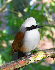 Bird white crested laughing thrush eating a cricket 