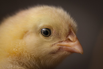 Gros plan poussin