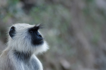portrait of grey langur, wildlife , India