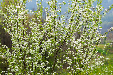 Branches with blooming white flowers