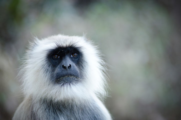 portrait of grey langur, wildlife , Rajsthan, India