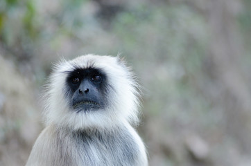 portrait of grey langur, wildlife , Rajsthan, India