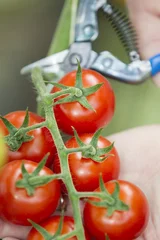 Foto auf Glas Harvesting tomatoes with blue scissors © Frank