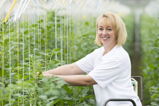 Blond woman forty years old working in a greenhouse