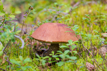 Mushroom in the forest