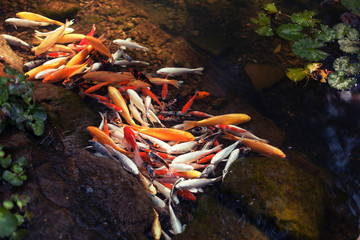 Chinese carp in clear water with leaves of water lilies
