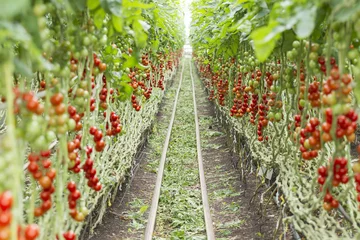 Fotobehang Tomato growing in a greenhouse © Frank