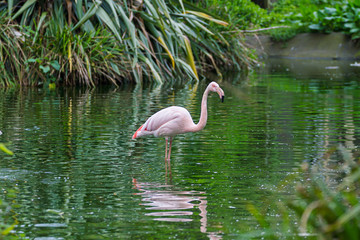 Fototapeta premium Pink flamingos