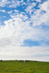 Naklejka premium landscape with cows in a grass field