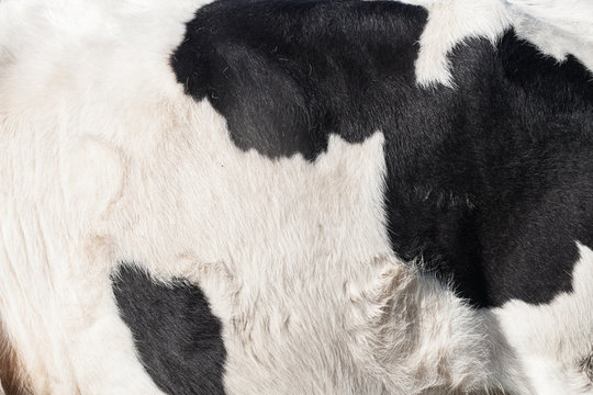 dairy cow robe