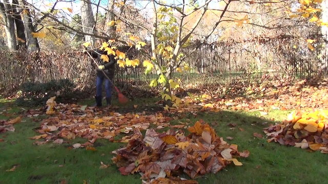 girl in yard raking leaves tulip tree dight with golden leaves