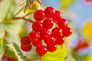 Viburnum berries