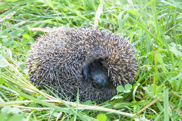 hedgehog © bcg_gonivo