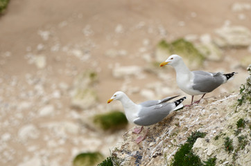 mouette sur la falaise