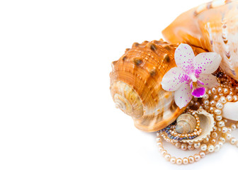 shell with pearls on white background