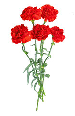 bouquet of carnations