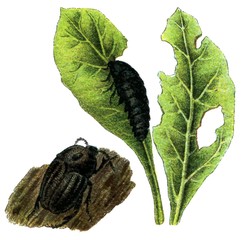 Insect pest Silphidae.