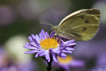 butterfly feeding on purple flower