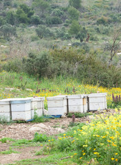Fototapeta na wymiar wooden beehives with active honey bees