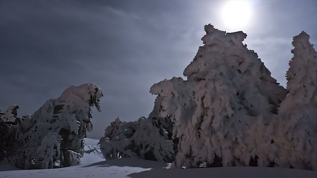 timelapse night in the icy trees